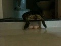 Schildkröte legt Eier im Wohnhaus