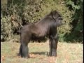/7d50e3e0f5-koko-der-sprechende-gorilla-88