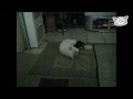 /f048453c08-tiny-puppy-vs-giant-cat
