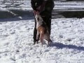 /b71811ef69-english-bulldog-playing-in-snow