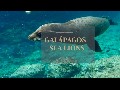 /c149ccf921-galapagos-sea-lions
