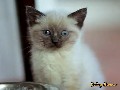 Cute Kitten Searches for the Answers