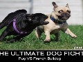 http://jokelike.com/photo/view/check-out-this-dog-fight