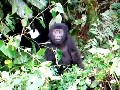 http://www.myfails.tv/video/gorilla-baby-boxt-sich-um-10.html