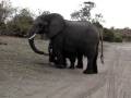 /ec595debf4-baby-elephant