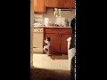 Chihuahua beim Tanzen erwischt