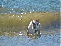 /f676557e4e-bulldog-at-carmel-beach