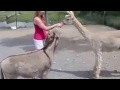 Donkey fell in love with a girl