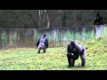 /3f6c86a0e8-gorilla-geht-wie-ein-mann-teil-2