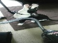 /a748b5128d-dogs-and-hoovers-funny-compilation