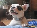 Hund jault wie kleines Baby