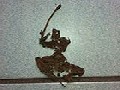 /0ba5257ea5-ninja-leaf