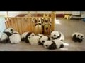 Panda Slideshow