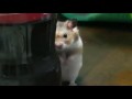 Psycho hamster