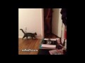 Scared Cat ! FUNNY