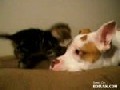 Kitten And A Pitbull