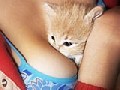 Cats Love Boobs