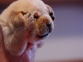 /876ffb0314-cute-puppy