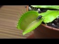Venus fly trap Video