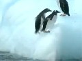 Penguin - Extreme Sports - Ice Cliff Diving