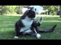 /2d353756fd-yoga-cat