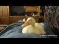 /f3637b7e2b-duckling-snoring