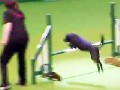 /59b27764a0-animal-instincts-take-over-at-crufts-dog-show