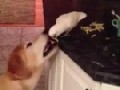 Vogel füttert Hund