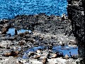 /3ca08f381b-fur-seals-of-phillip-island