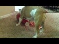 /30616b694b-a-doggy-birthday-party-video