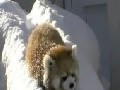 Funny Baby Red Pandas