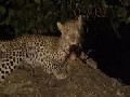 /6a2bd523c4-leopard-kills-baboon-but-saves-its-baby