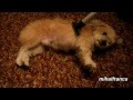Animals Getting Vacuumed Compilation