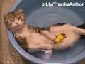 Funny Water Cats