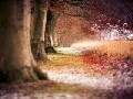 /a12d73a7ab-beech-autumn-trees-wallpaper
