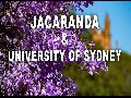 Blooming jacaranda of Sydney University