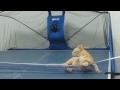 /16ee94ee5d-funny-cats-compilation