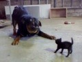Brave Kitten Stands Up to Dog