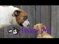 Funny Dogs Funny Videos Funny Animals Videos Compilation 201
