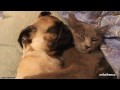 Dog Snores In Cat's Arms