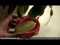 Carnivorous plant - Nepenthes Ventricosa