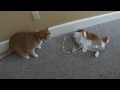 Cat vs. Balloon