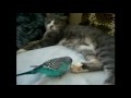 /29c32a135f-parrot-annoys-cat