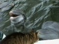 Cat and Dolphins