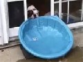 Dog Tries To Drag His Pool Indoors