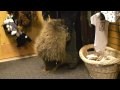 Porcupine who thinks he is a puppy