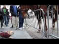/2351455a89-cute-dog-and-police-horse