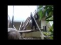 Monkey vs. Window