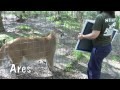 Big Cats and Mirrors = Funny!