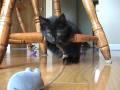 Kitten afraid of remote control mouse!!!